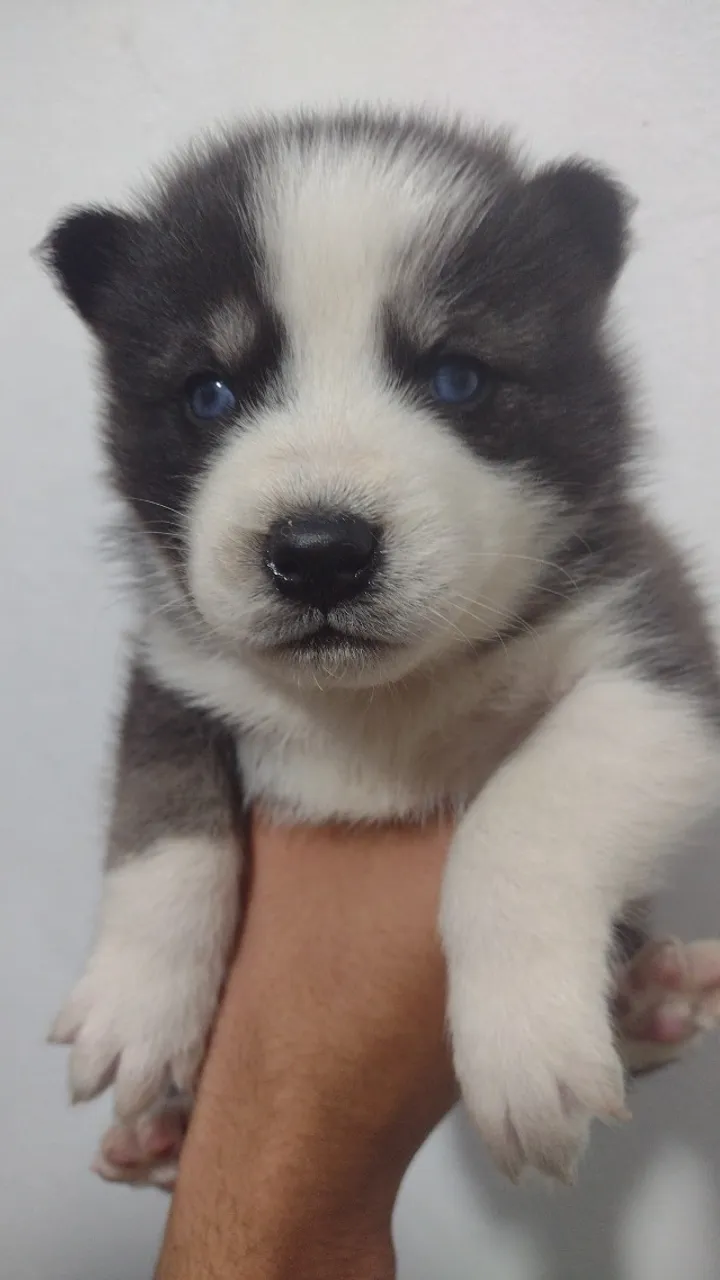 Vendo filhote de husky siberiano