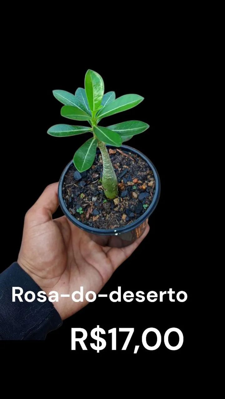 Babosa - Foto 4