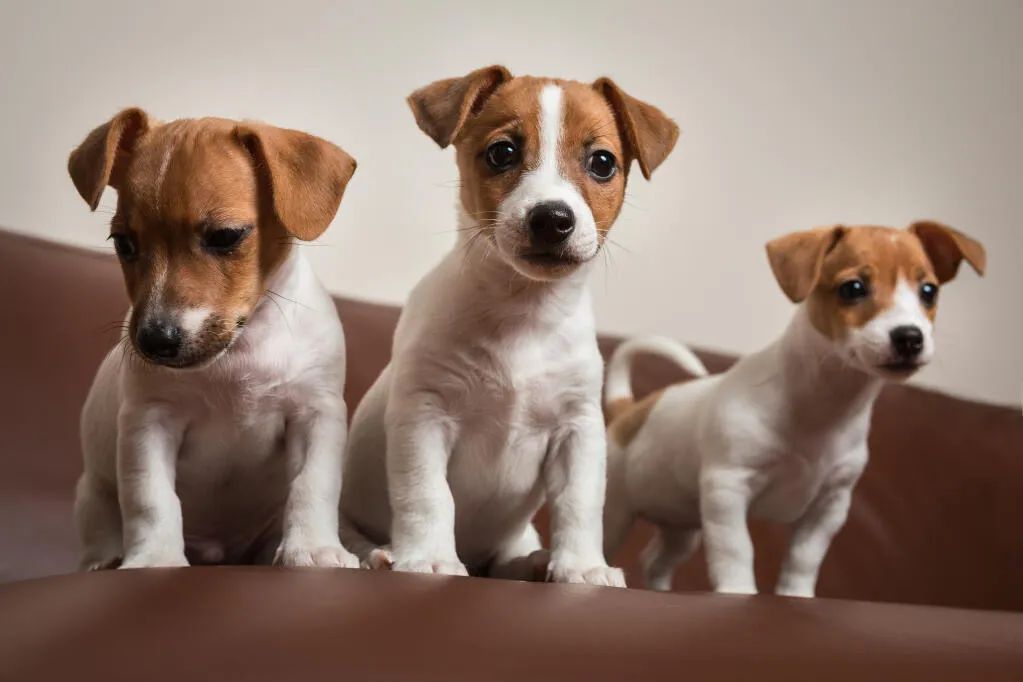 Filhote de Jack Russell Terrier - Vacinado e com Pedigree - 12x no Cartão 