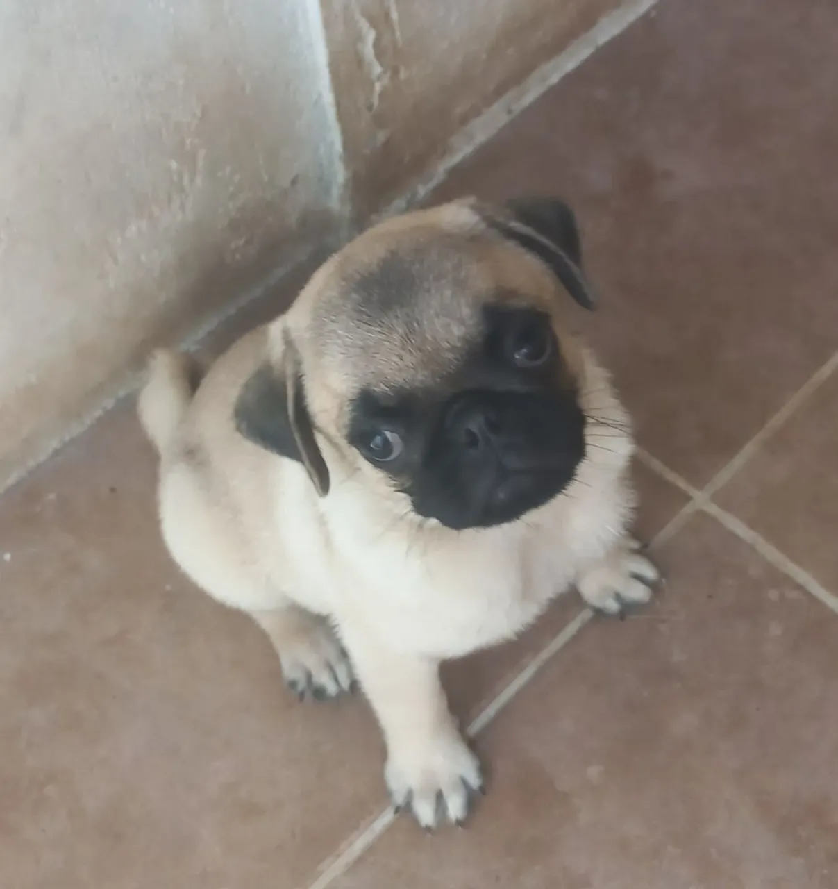 LINDO FILHOTE DE PUG ABRICOT