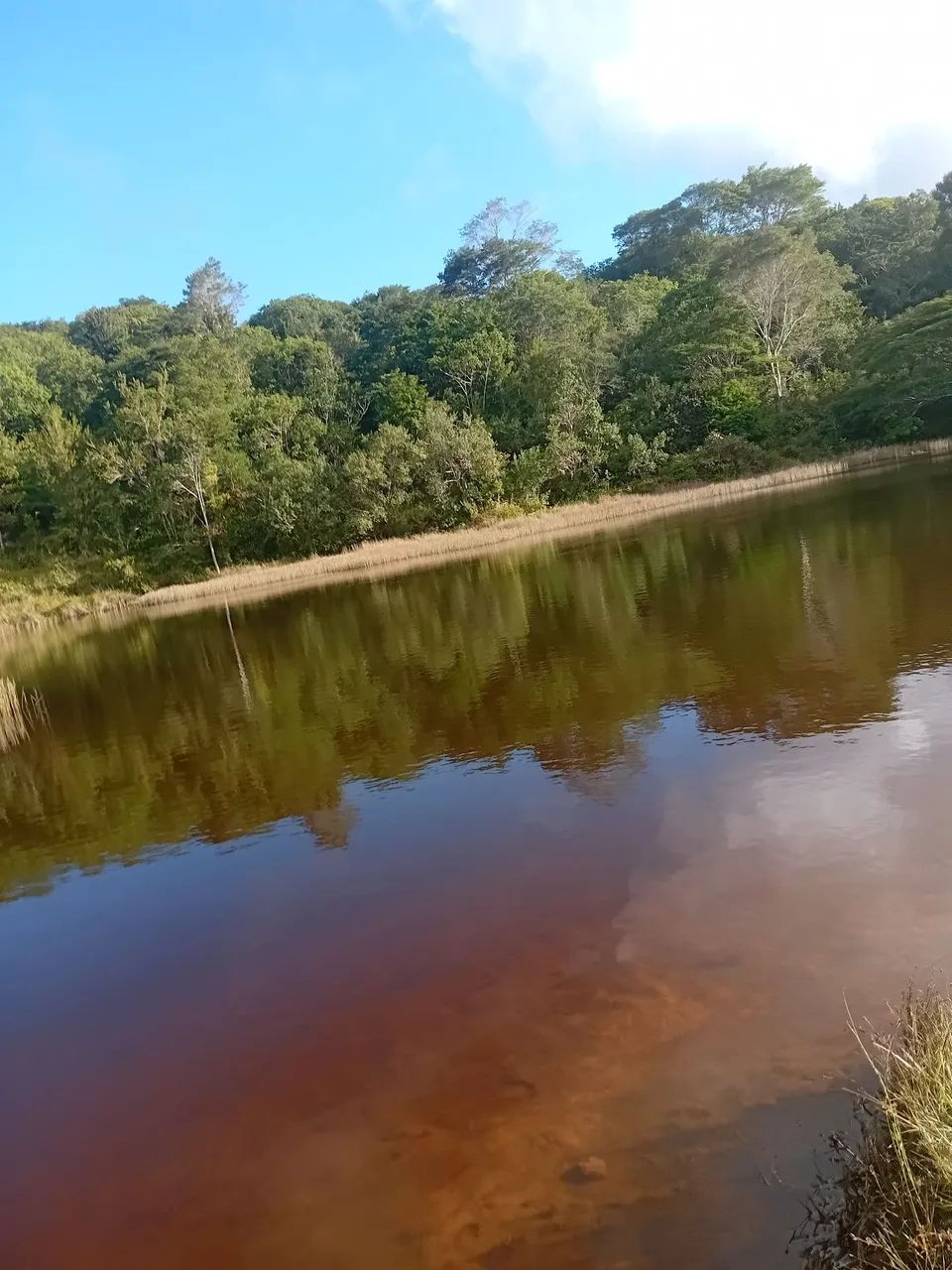 Foto - Mata de São João - Imbassaí
