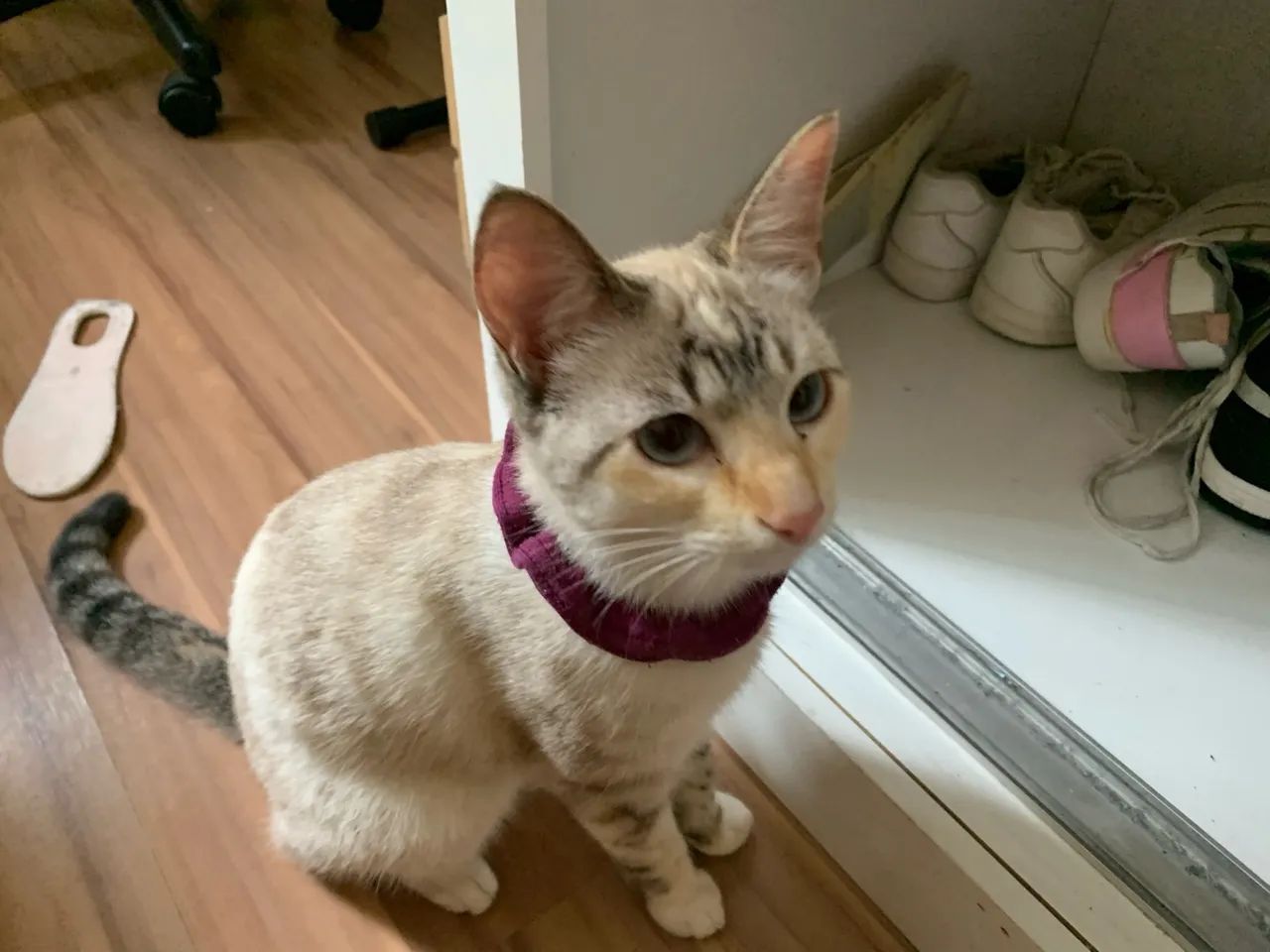 Doa-se Gata - Foto 4