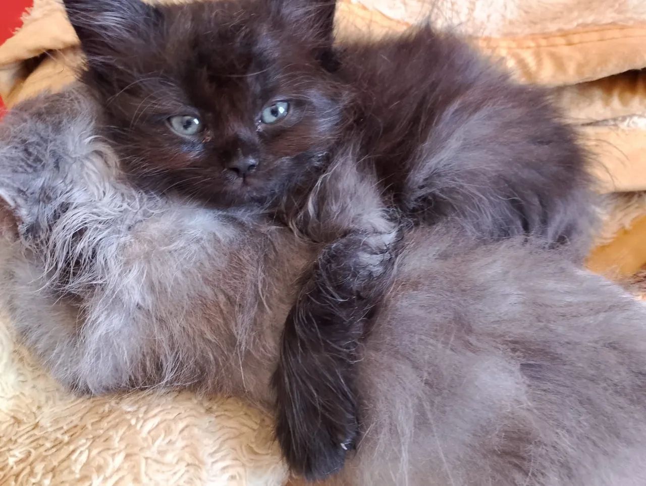 Angorá fêmea na cor Smoking  - Foto 4