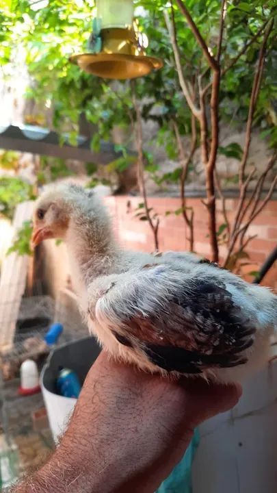 Franguinhos GSB - Foto 3