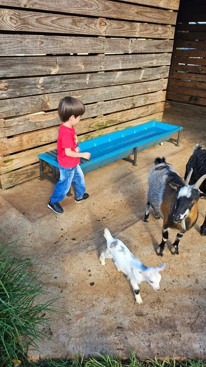 Linda Mini cabra a venda - Foto 2