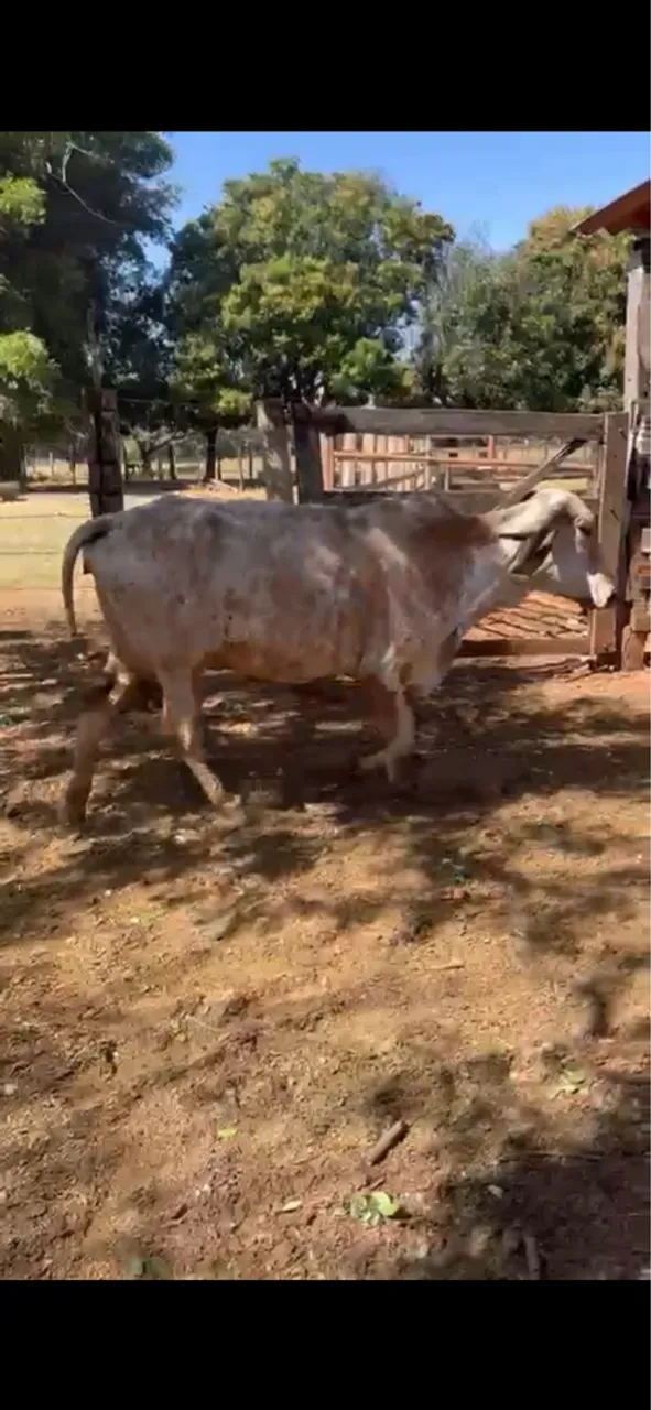 Vaca gir parida