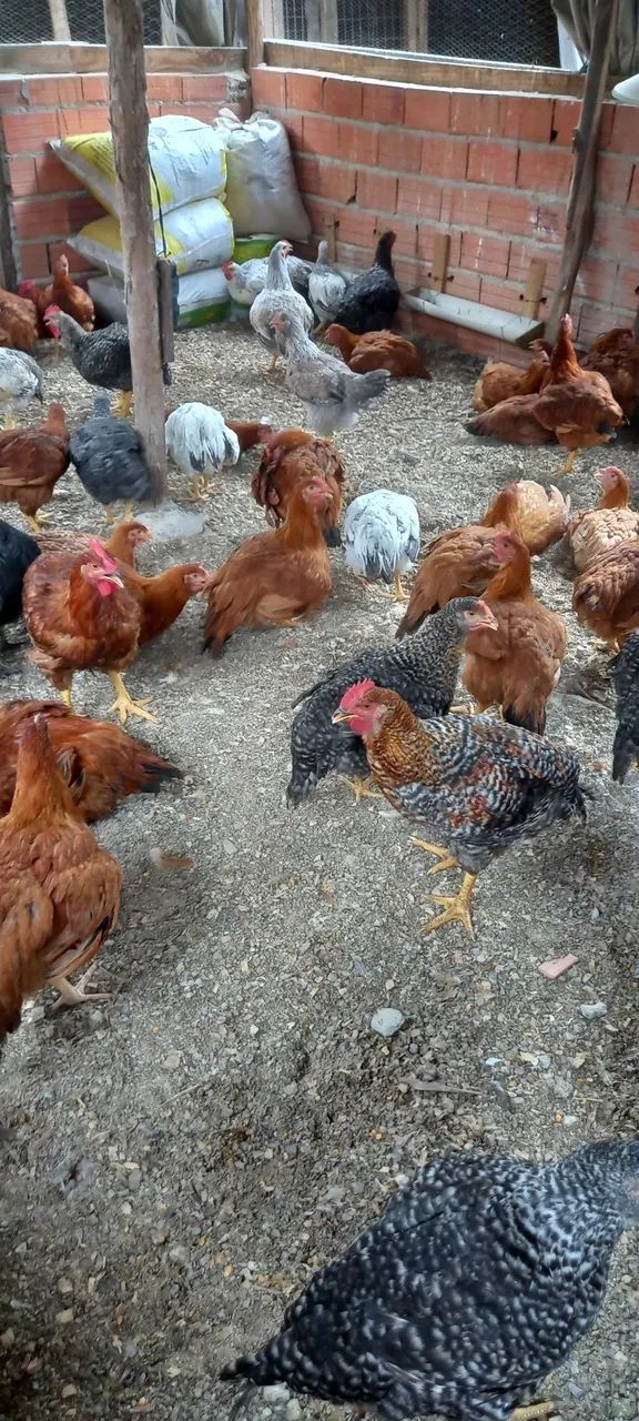 Vendas64304158796673121