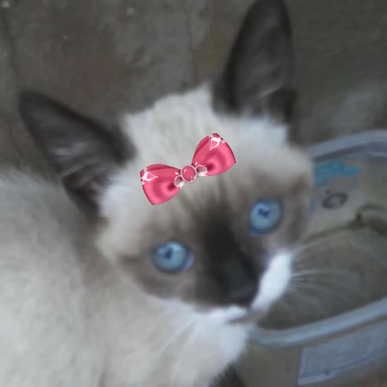 Linda Pérola para adoção 