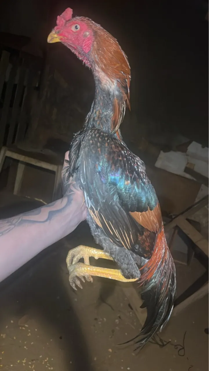 Frango indio