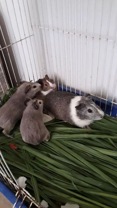 Criação de Porquinhos da Índia... - Foto 6