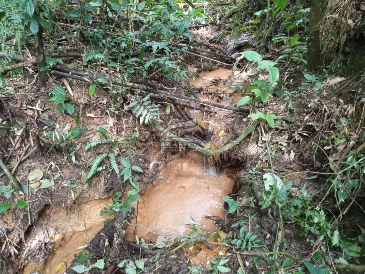 Terreno Rural para Venda em Angelina, PALHOCINHA - Foto 3