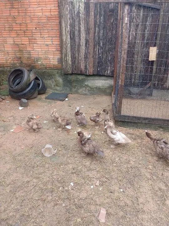 Patos chocolate  - Foto 2