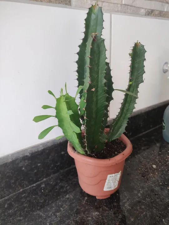 Cacto mandacaru em vaso - Foto 3