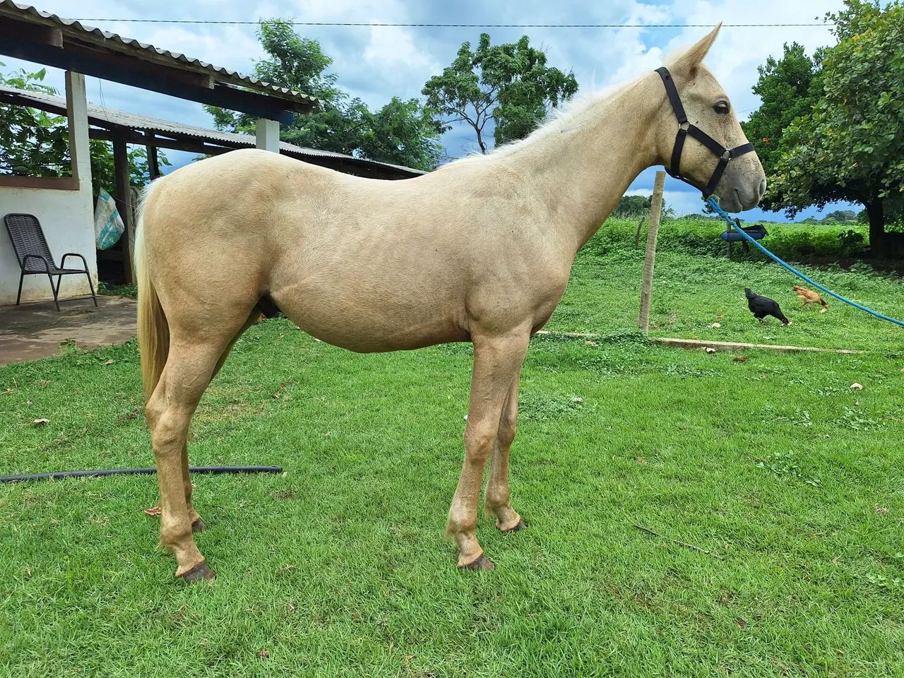 Cavalo Potros - Foto 2