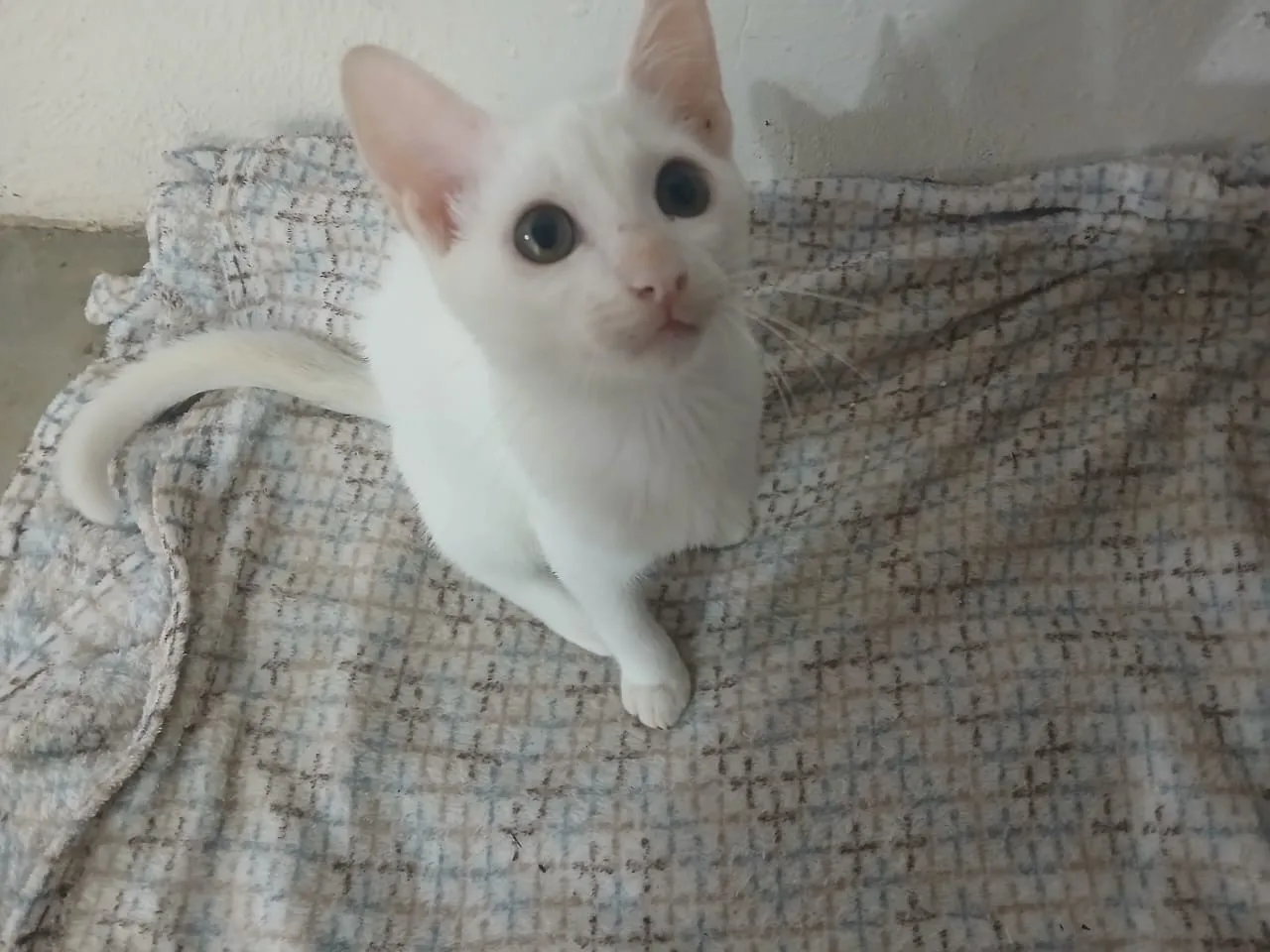 Gatinho branco para adoção