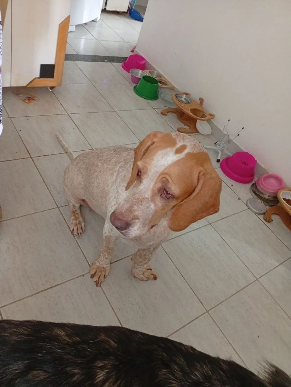 Cachorra pointer inglês para adoção - Foto 3