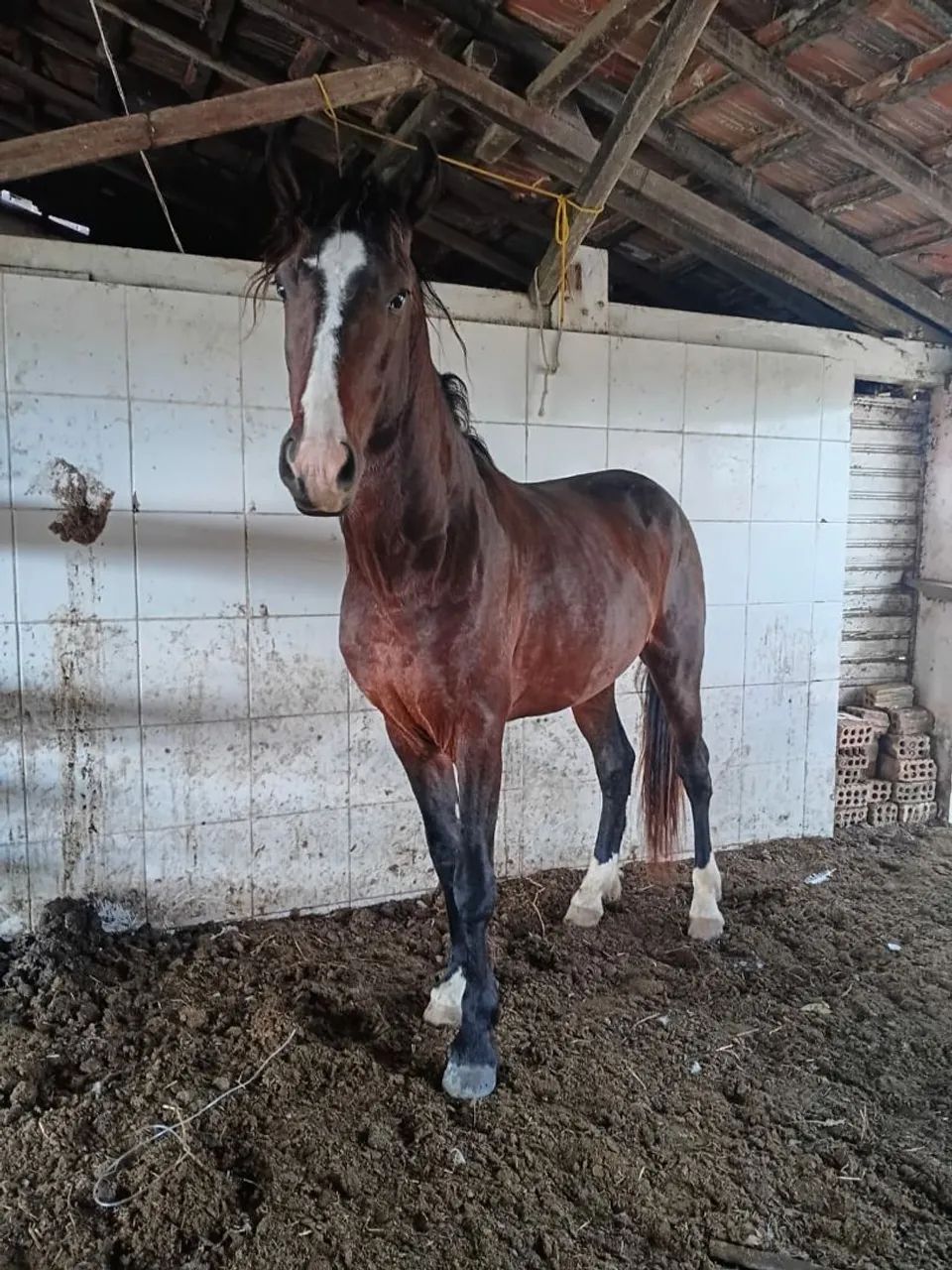 Potro mangalarga registrado - Foto 2