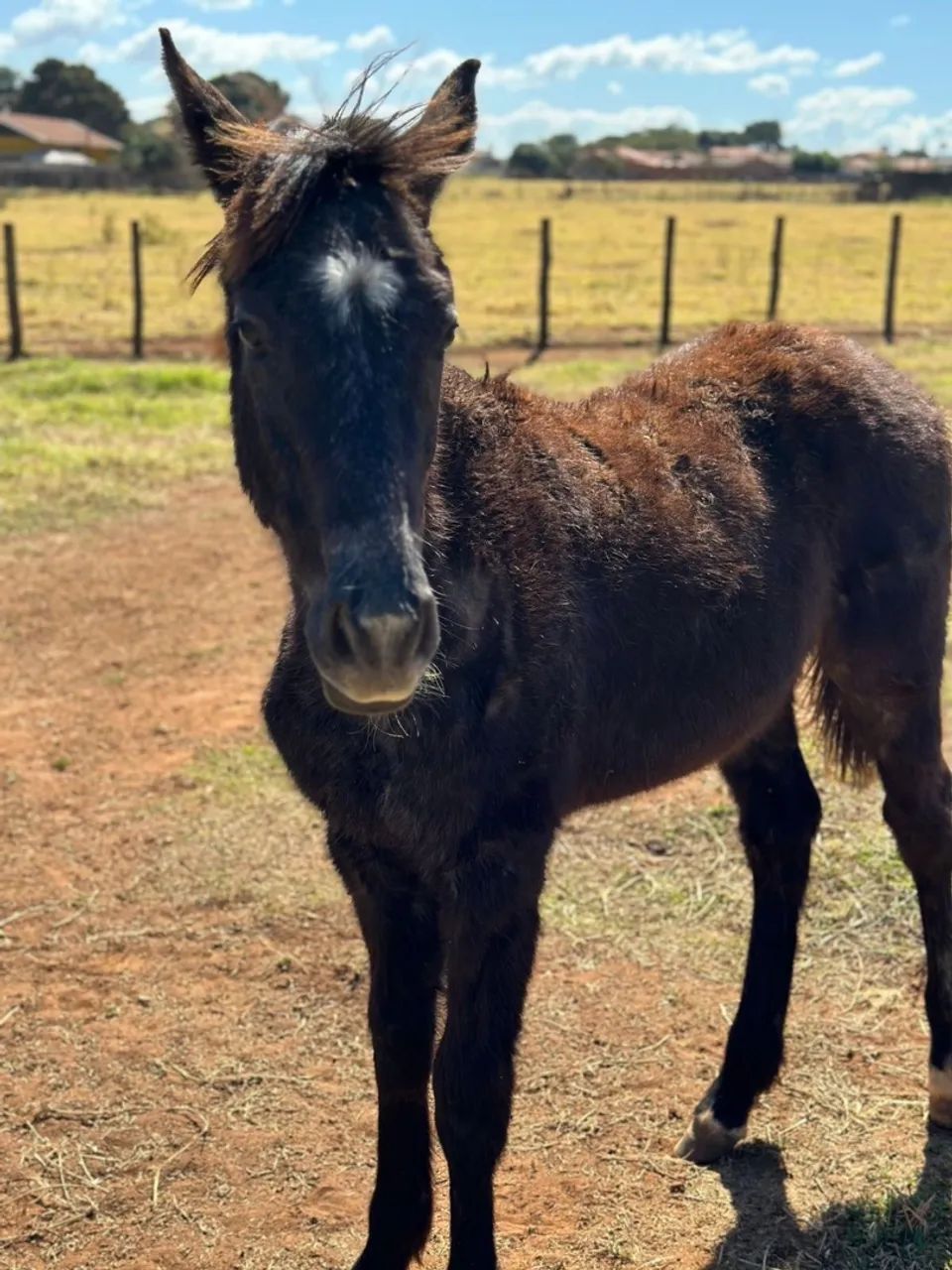 Potro (cavalo) 8 meses tordilho  BH x PSI - Foto 5
