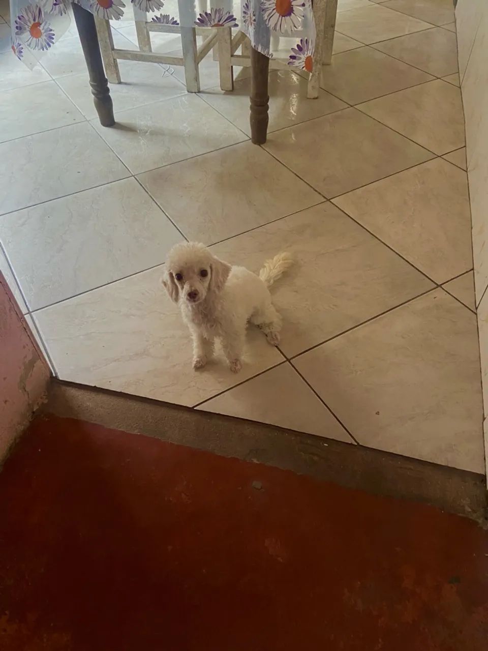 Filhote de Poodle toy 6 meses - Foto 2