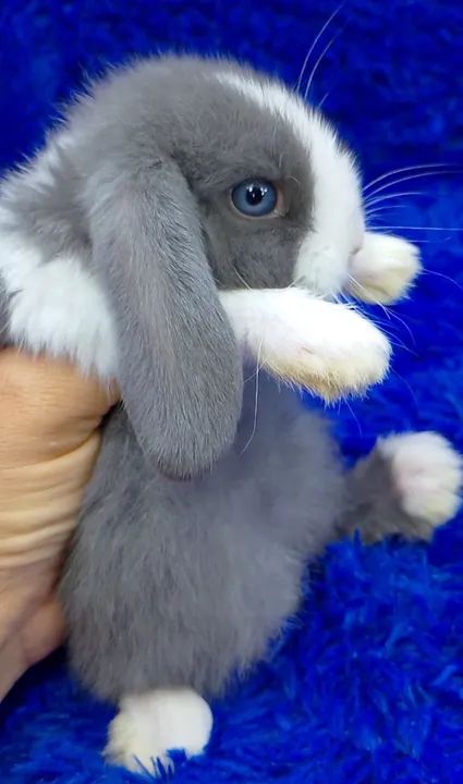 Coelho várias raça de mini e anão(ZAP na descrição) - Foto 2