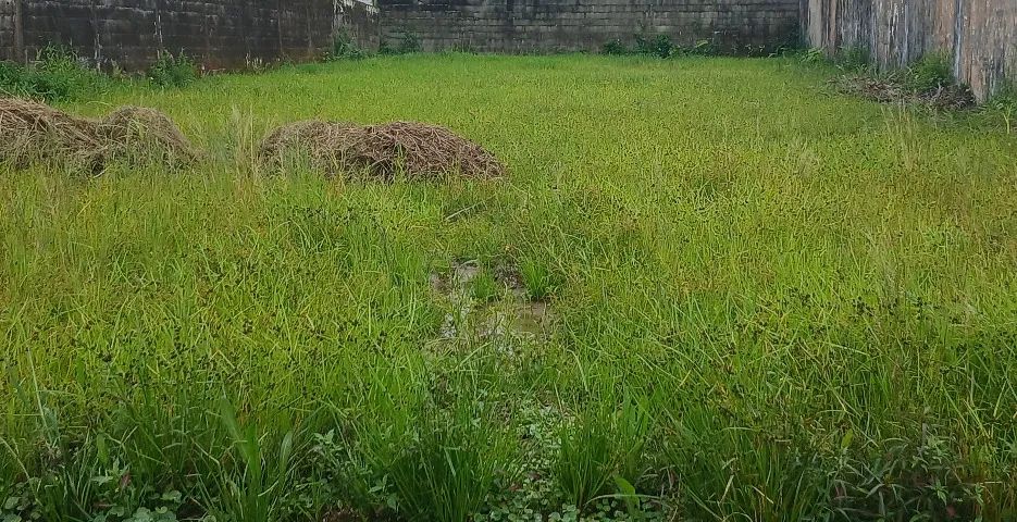 Foto - Itanhaém - Tupy