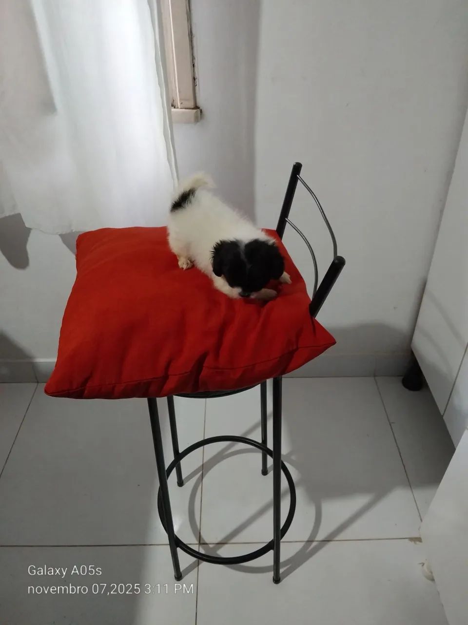 Lindo filhote de lhasa mini filho único machinho  - Foto 3