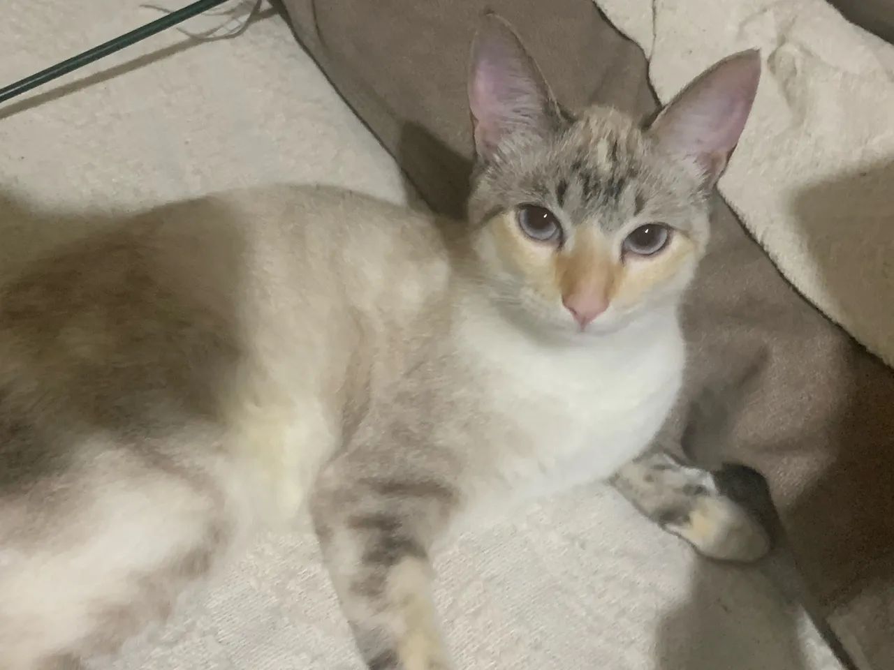 Doa-se Gata - Foto 2