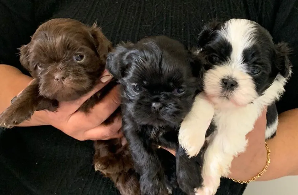 Filhotes Shih Tzu mini Lindos e Fofos