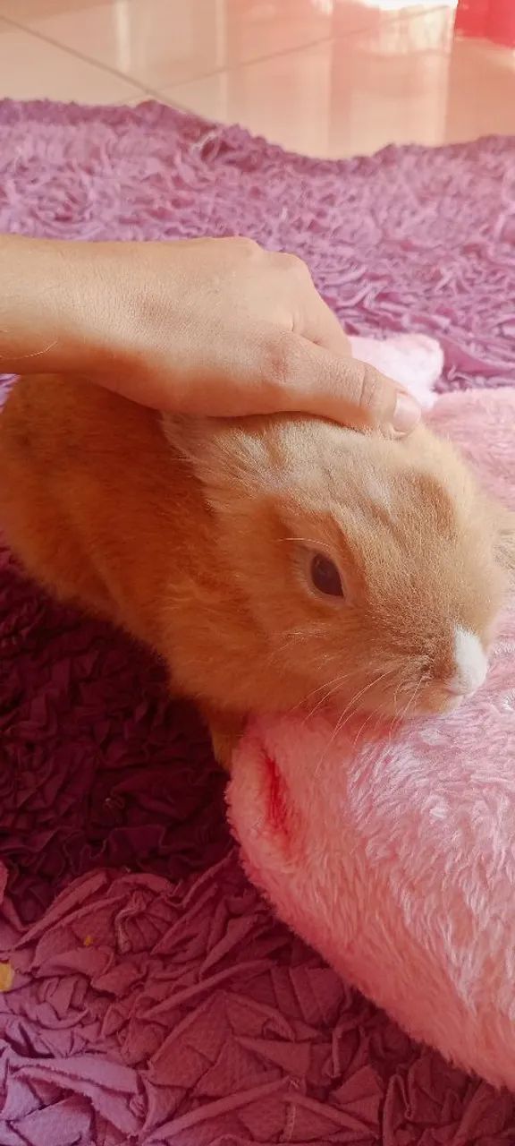 Coelhinho super dócil acostumado dentro de casa  - Foto 2