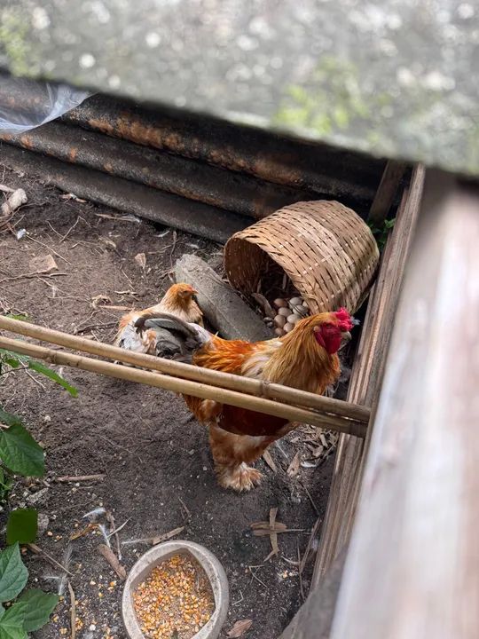 Galinha Brahma Cores - Poedeiras - Ornamentais - Ovos Galados - - Foto 3