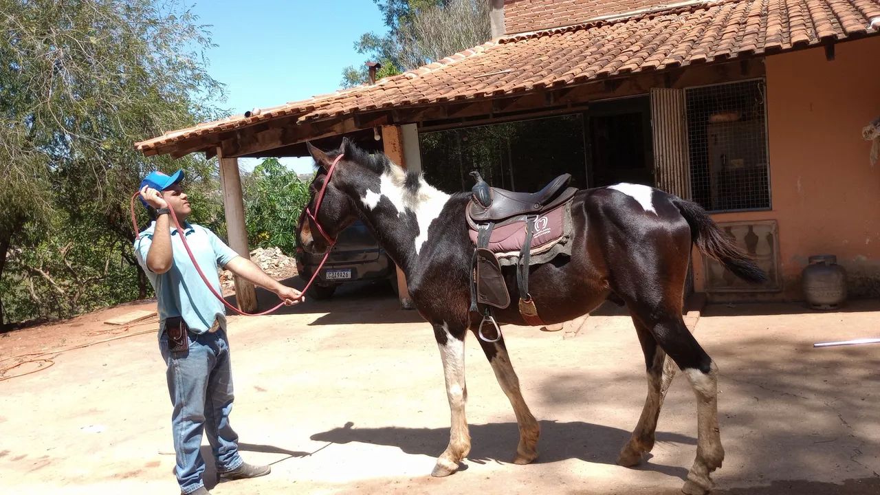 Cavalo manso - Foto 6