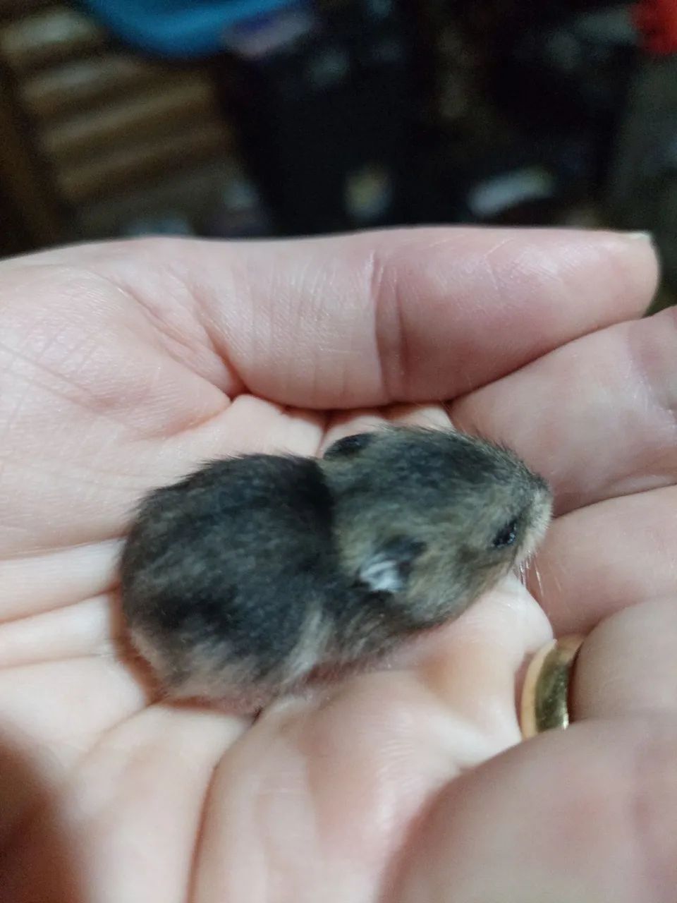 Filhote de hamster a venda