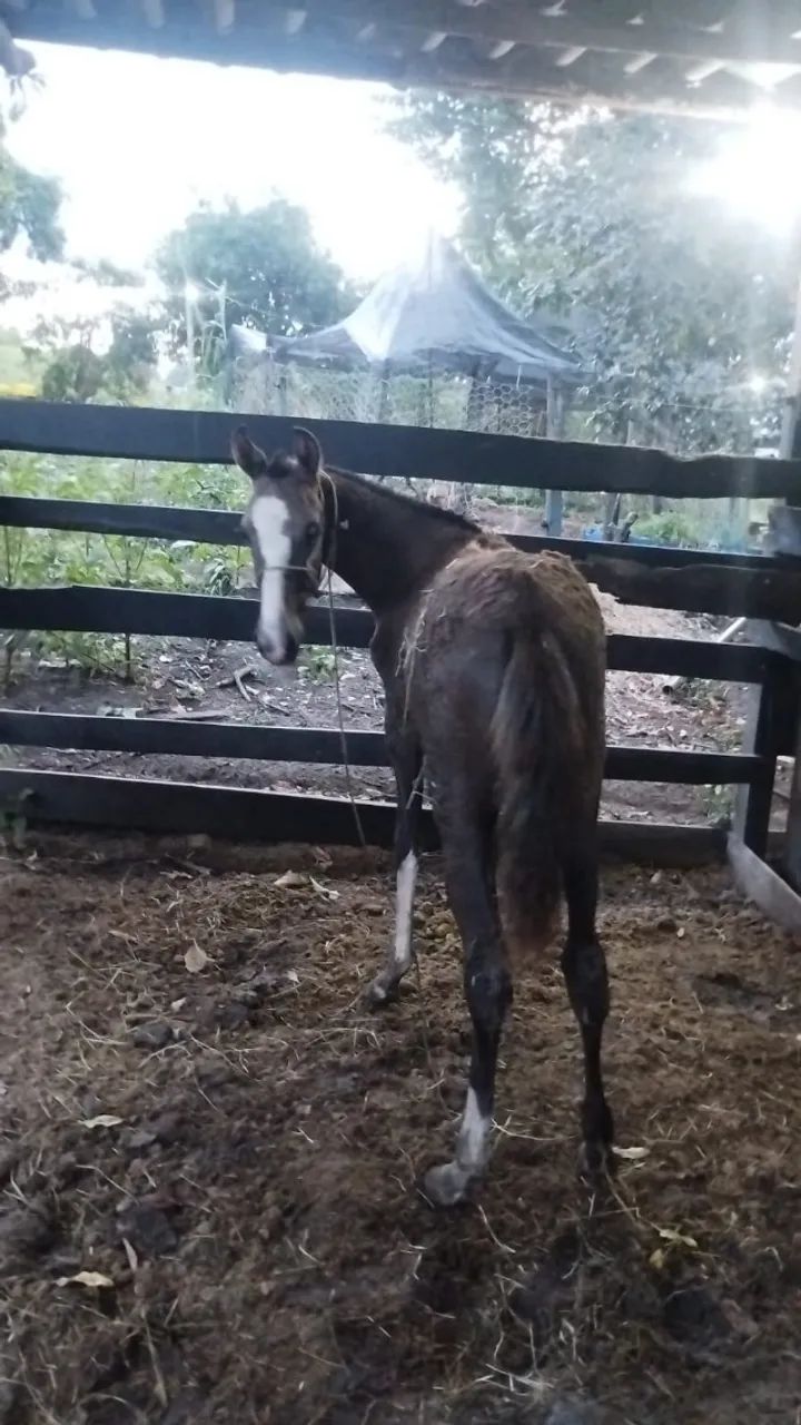 Cavalo Égua Potra Mangalarga Marchador - Foto 4
