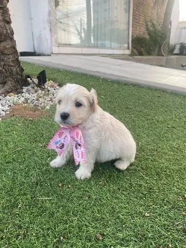 Maltipoo fofa caminha brinde zap (85)99990.2591
