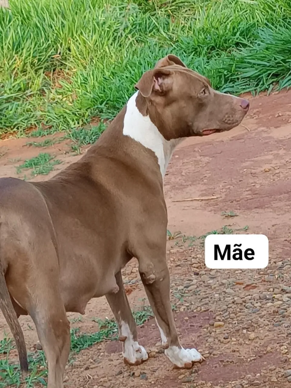 Pitbull - Linda e Carinhosa