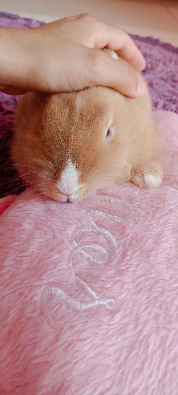 Coelhinho super dócil acostumado dentro de casa 