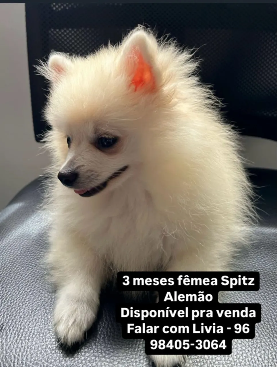 Filhote de Spitz Alemão 
