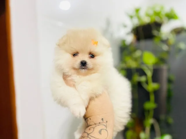 Lindos bebês de Spitz com pedigree 