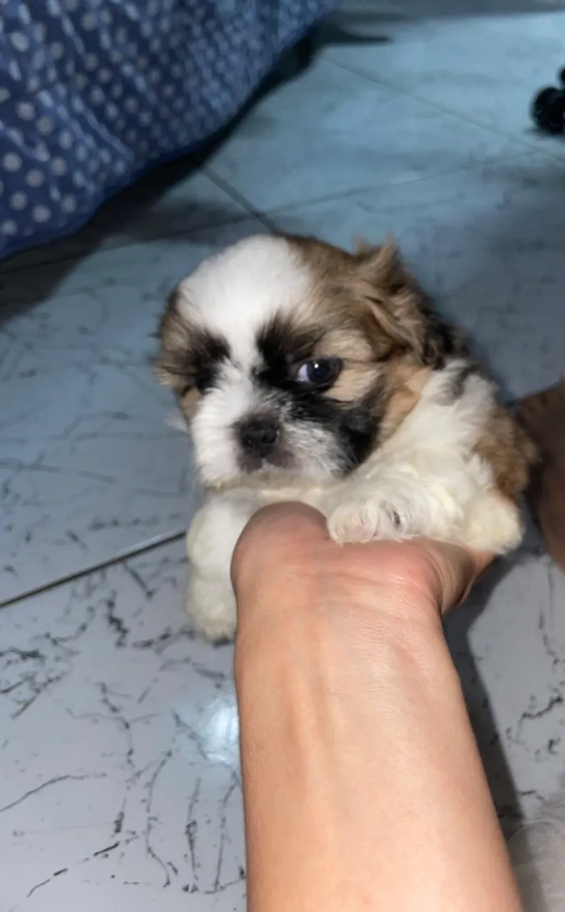 Filhote de Shihtzu Fêmea