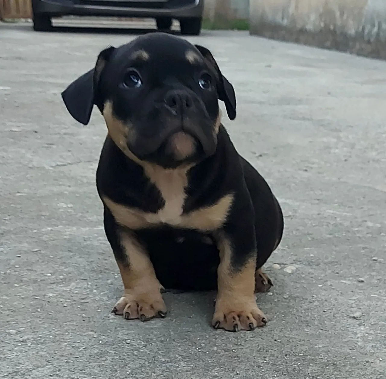 Filhote de American bully.