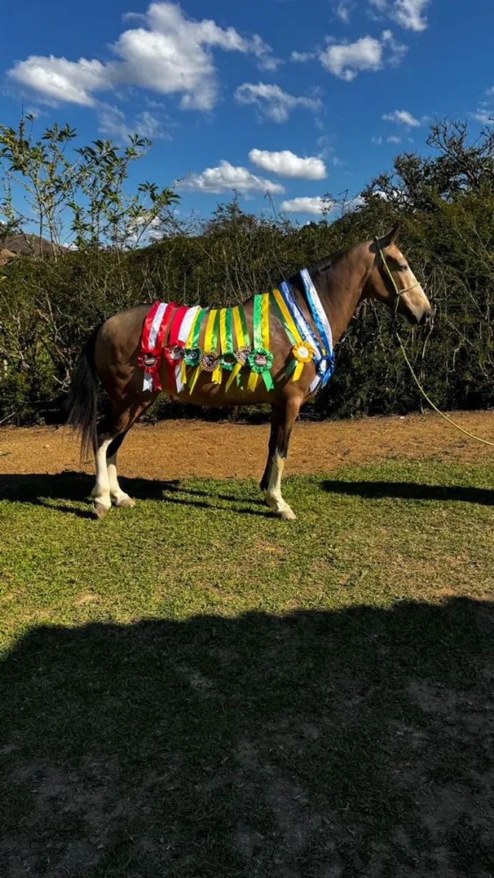 Vendo éguas marcha PICADA muito marchadeiras em até 30 parcelas  - Foto 5