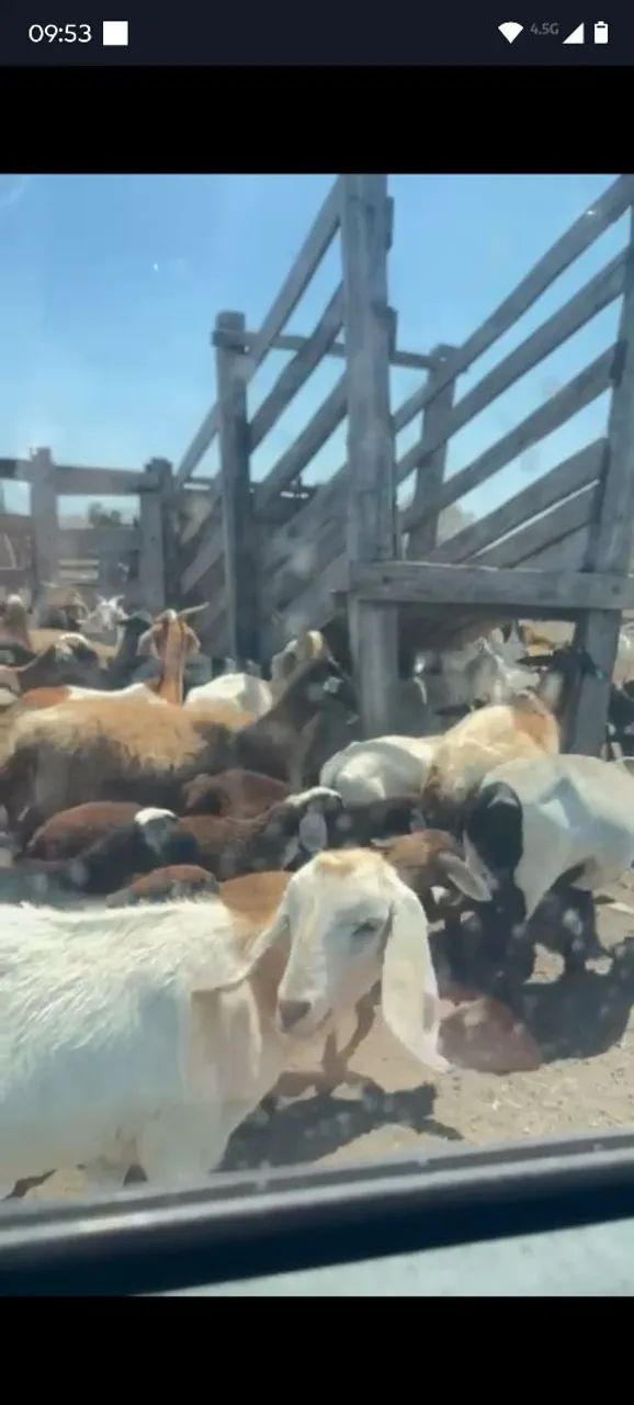 Vendo lote de carneiros e cabras tem uns 80 tudo  - Foto 3