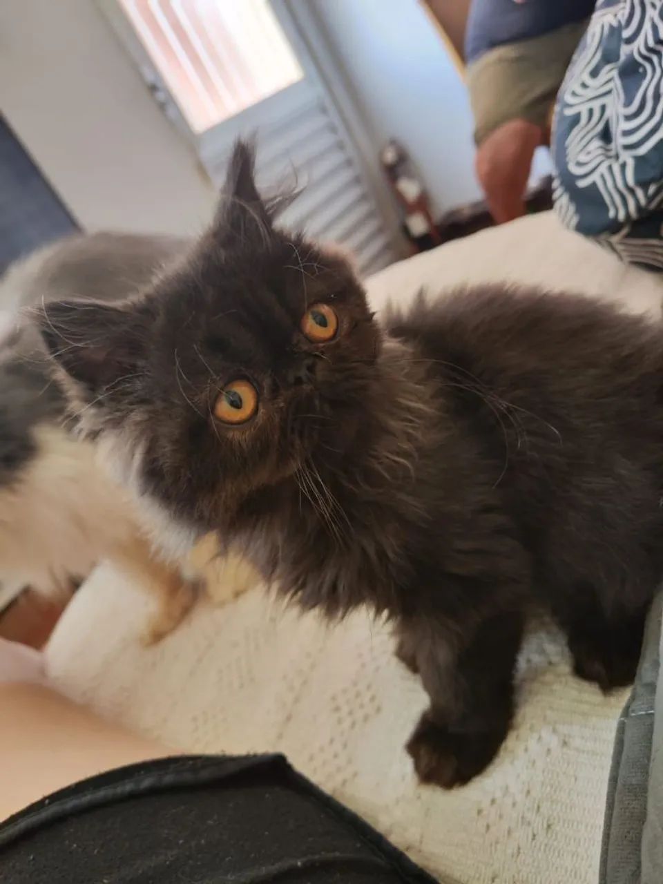 Filhote Gatos Persa  - Foto 4