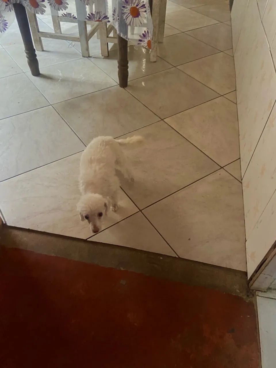Filhote de Poodle toy 6 meses - Foto 3