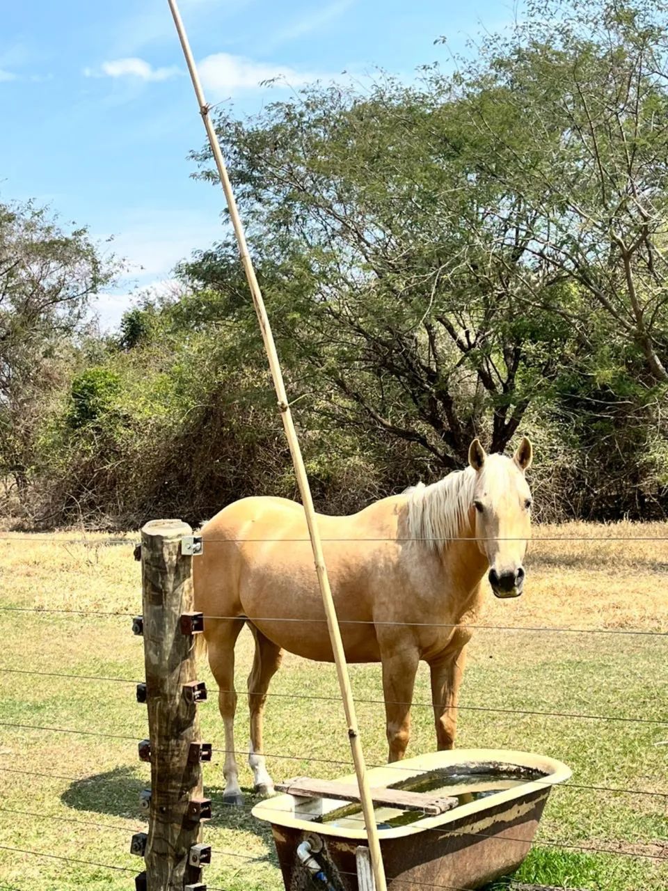 Égua quarto milha com registro - Foto 3