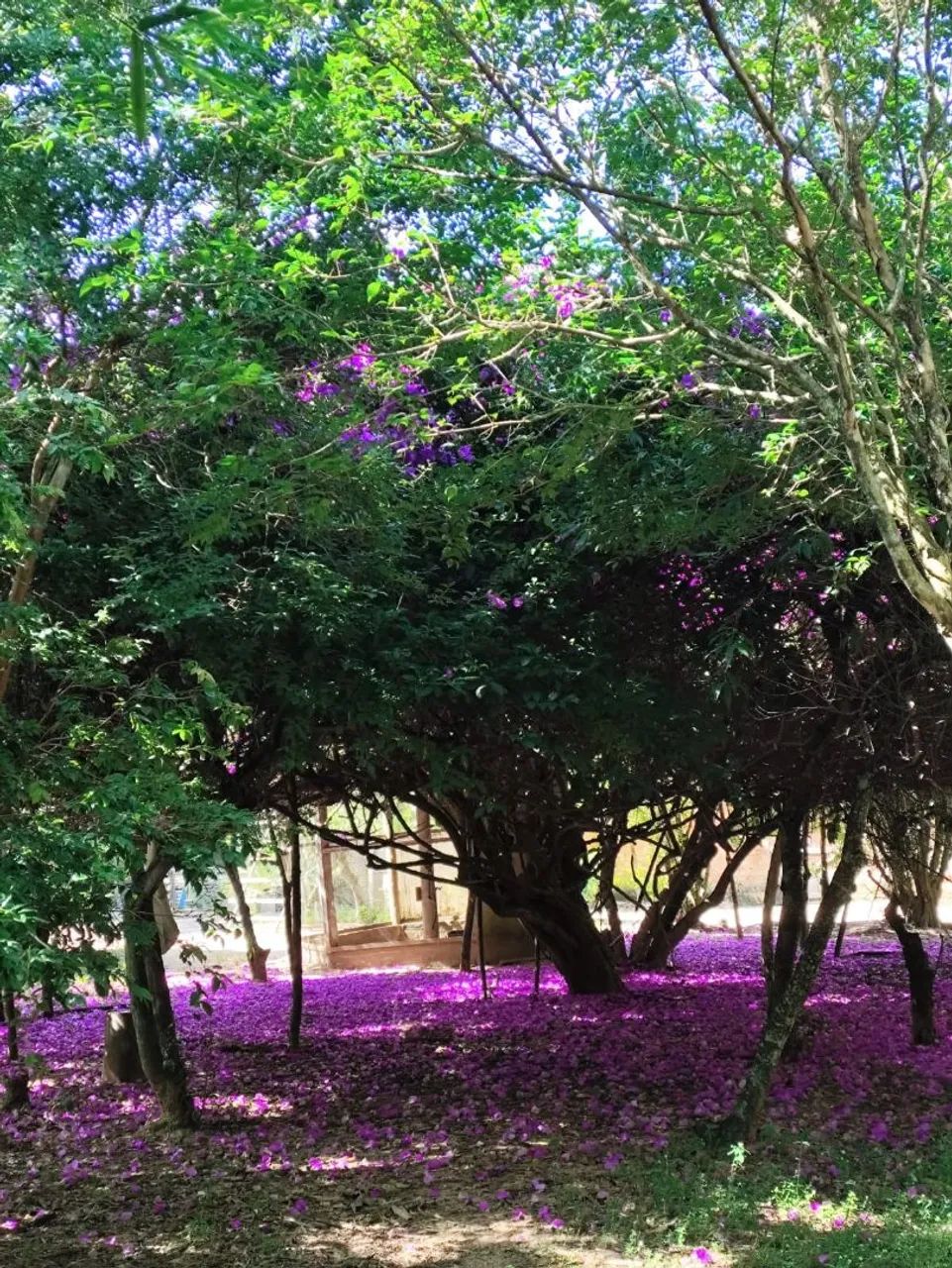 Vendo lindo Sítio em águas claras  - Foto 14
