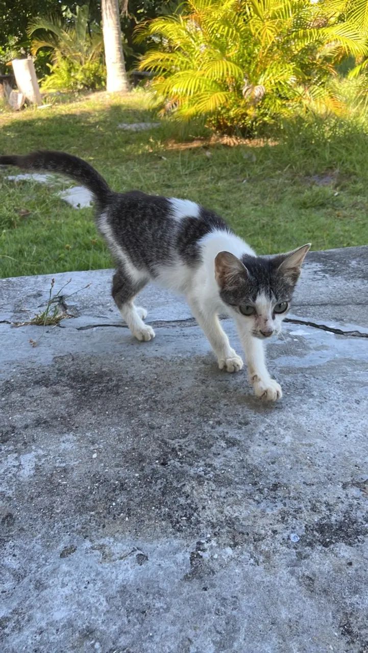 Chico the Cat - Foto 4