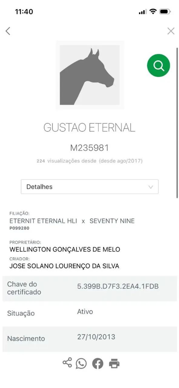 Cavalo Baio - Foto 4