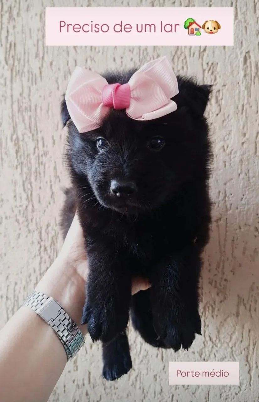 Filhote chow chow