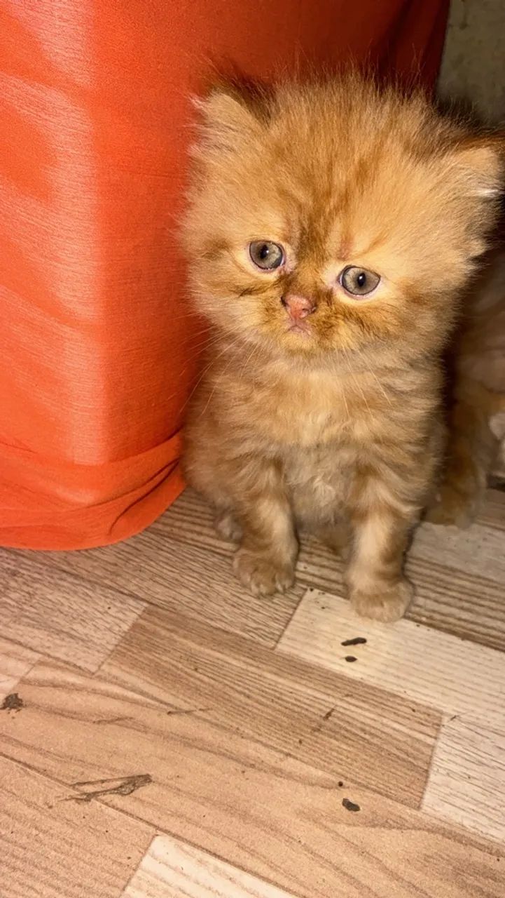 Gato persa - Foto 2